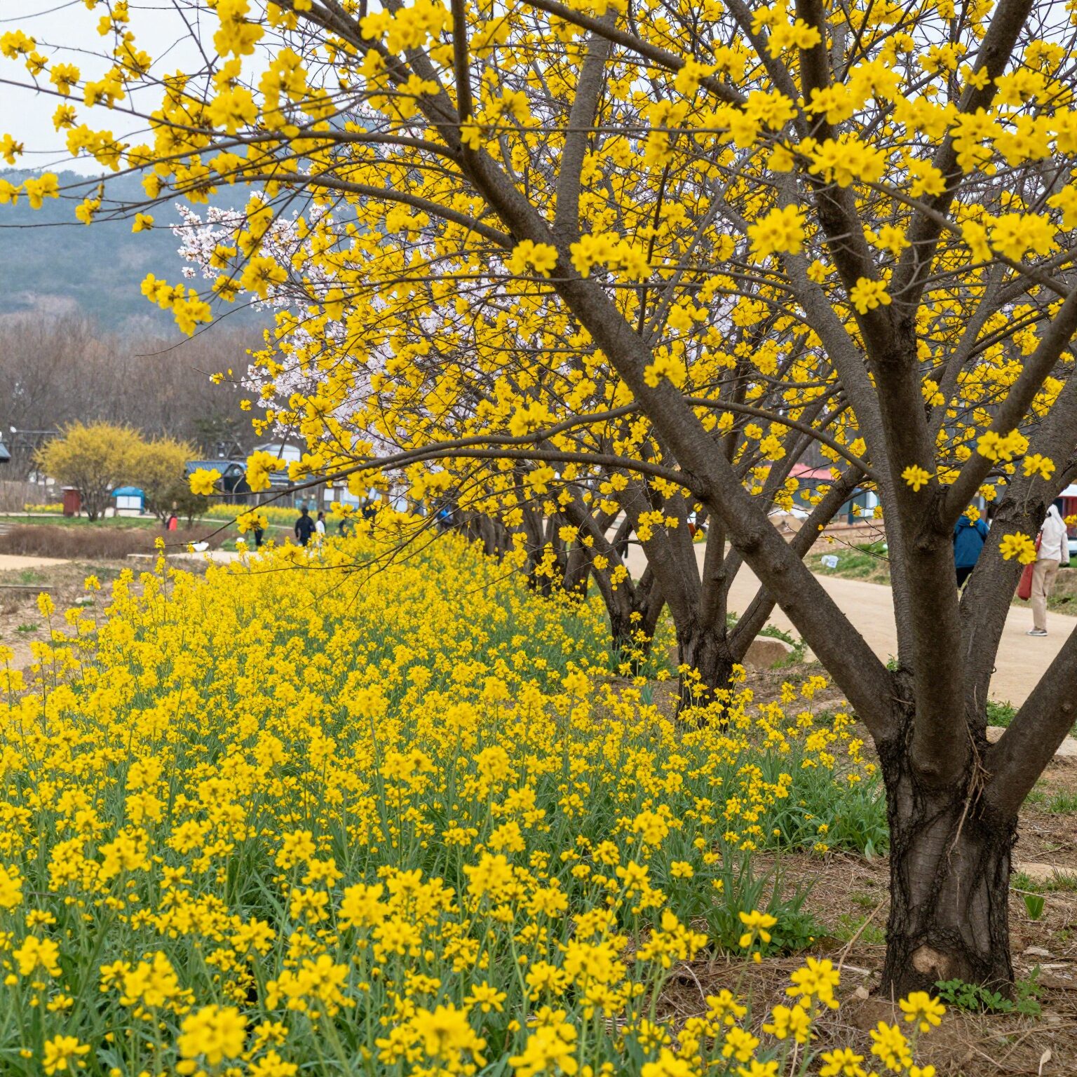 봄에 피는 노란색 꽃나무 히어리와 개나리 사진