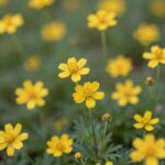 금계국, 죽단화, 노란창포, 씀바귀, 금영화, 애기똥풀, 목향장미 등 5월에 피는 다양한 노란 꽃들의 모습