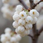 아까시나무 아카시아 차이와 재배 핵심 아까시나무 흰색 꽃송이가 포도송이처럼 늘어져 핀 모습