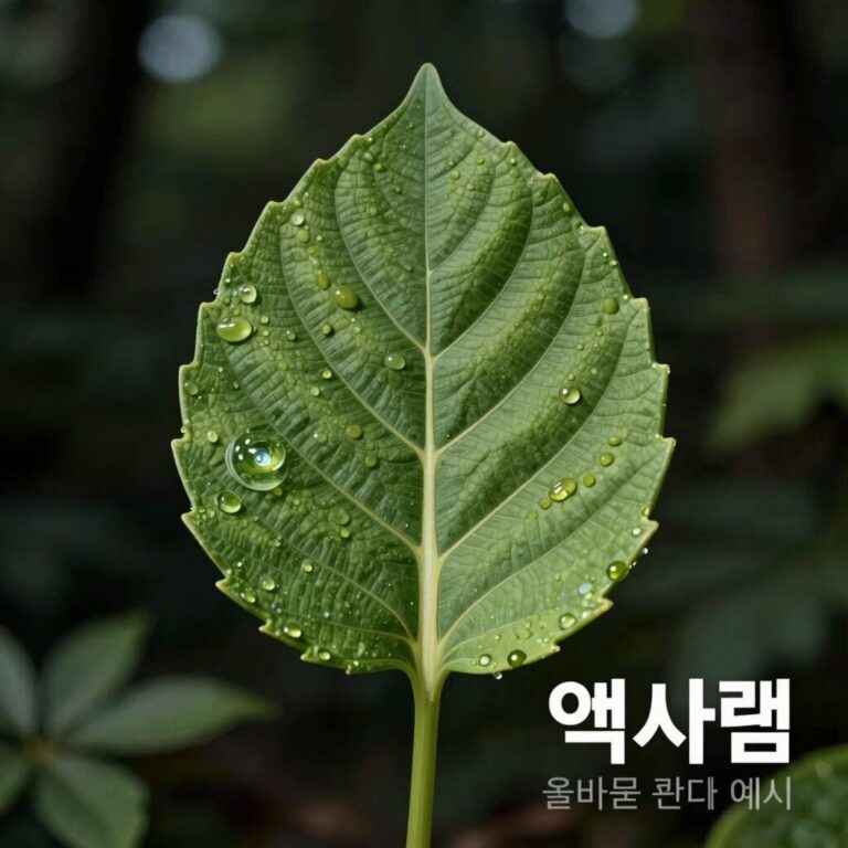 엑사콤 잎마름 증상과 올바른 햇빛 관리 예시