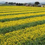 5월 제주도 축제 가파도 청보리밭 풍경