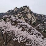 소백산 비로봉 능선 철쭉 군락 전경