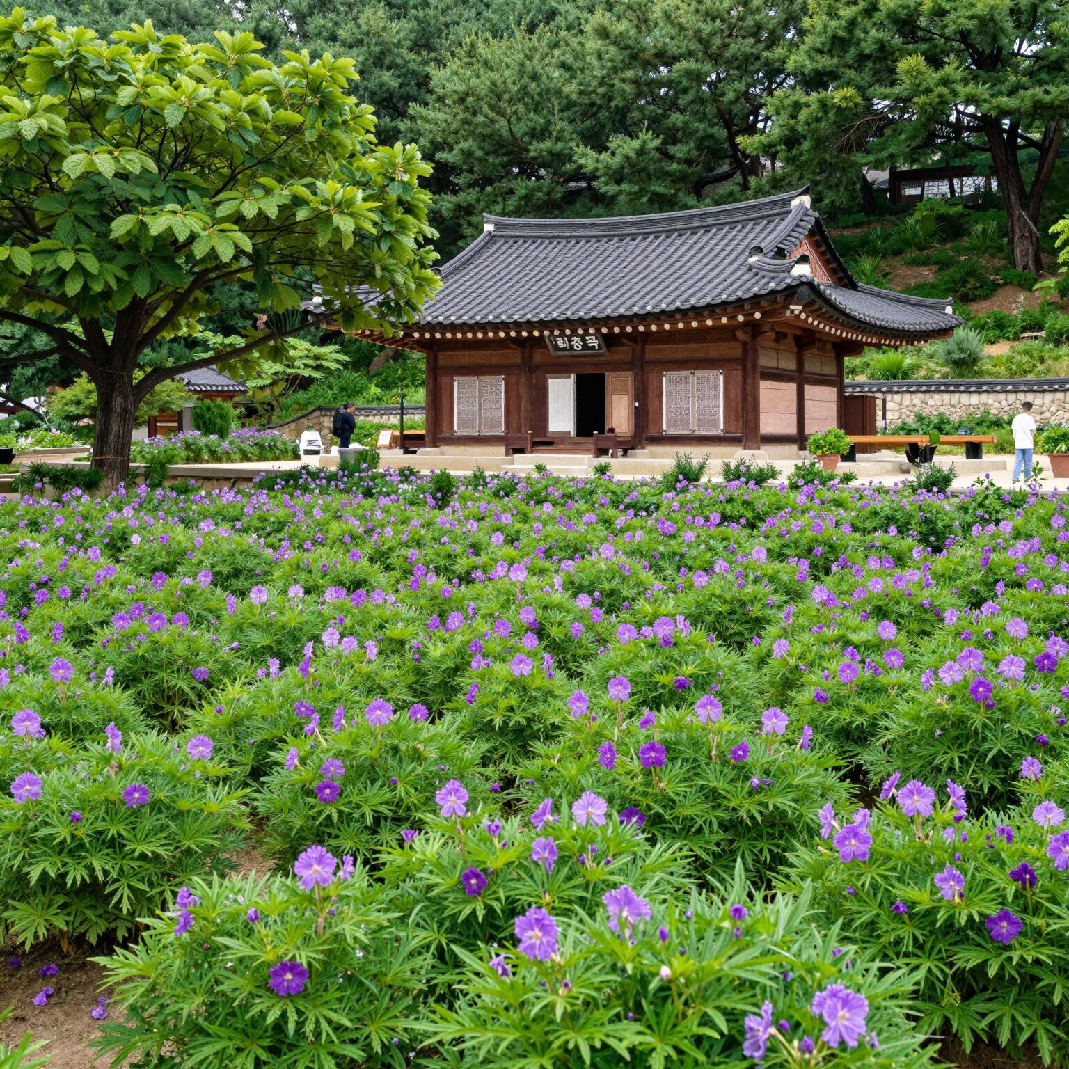 2026년 5월 말 부산 태종사 수국 군락지 전경, 아직 만개 전이지만 초록과 보라 수국이 보임
