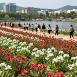 2026년 세미원 연꽃축제에서 활짝 핀 홍련과 백련이 연못을 가득 채운 모습. 방문객들이 산책로를 따라 걸으며 사진을 찍고 있다.