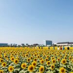 2026 강주 해바라기축제 지금 가야하는 이유 함안 강주 해바라기축제 2026 해바라기밭 전경 - 노란 꽃이 하늘과 맞닿을 듯 끝없이 펼쳐진 풍경