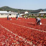 한일 고추건조기 10채반으로 고추 건조 해결 이천 한일 고추건조기 GN10 10채반 실제 설치 모습과 건조된 고추