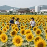 8월에 피는 꽃 종류 완벽 정리와 특징 8월에 활짝 핀 해바라기 밭의 모습