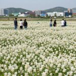 양양 메밀꽃향기 가득한 여름 여행 양양 서면 메밀밭에서 흐드러지게 핀 하얀 메밀꽃과 은은한 양양 메밀꽃향기를 표현한 풍경 사진