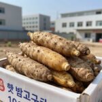 햇 밤고구마 10kg 박스에 담긴 모습, 신선한 밤고구마