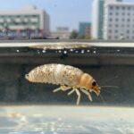잠자리 유충 수채가 물속에서 먹이를 사냥하는 모습
