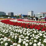 2026 부여 궁남지 연꽃축제 개화시기 주차팁 2026년 7월 부여 궁남지 연꽃축제 절정을 맞은 홍련과 백련이 만개한 풍경