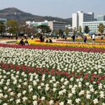 2026 부여 연꽃축제 피는시기와 놀거리 총정리 2026 부여서동연꽃축제 궁남지 연꽃 만개한 모습