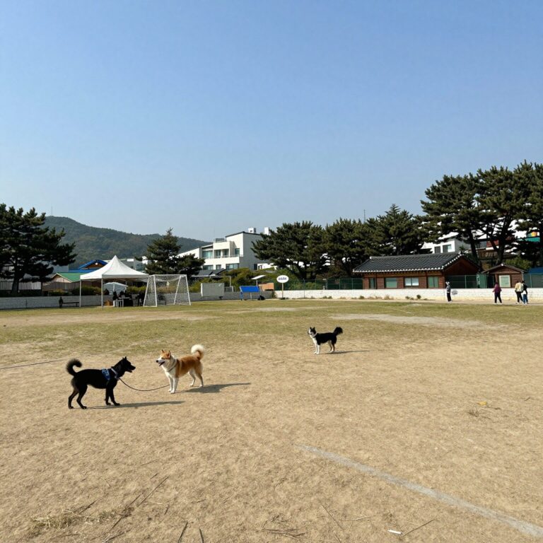 거제 애견 펜션 해돋이가자 운동장 전경