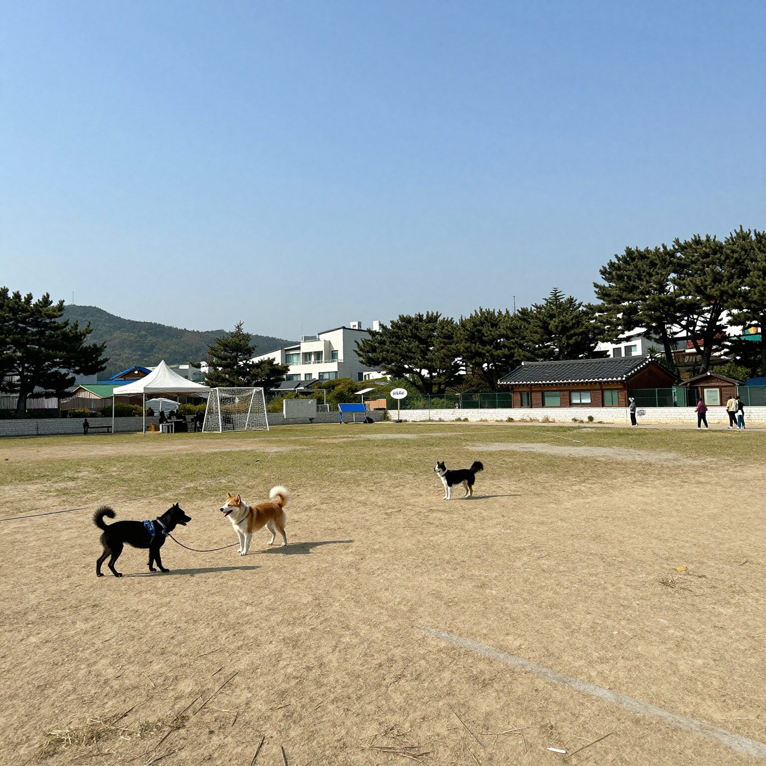 거제 애견 펜션 해돋이가자 운동장 전경