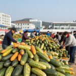 2026년 수박 가격 비교 고창 축제부터 백화점까지 고창 복분자수박축제 현장에서 판매 중인 수박 더미와 구매자들의 모습