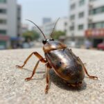 곱등이해충실내출현원인과퇴치방법 곱등이 해충의 생김새와 실내 출현 위치