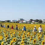 제주도 서귀포 해바라기 축제 놀거리 제주도 서귀포 영천동 해바라기 축제 밭 전경