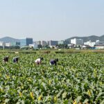 정선 찰옥수수 늦여름 제철 맛과 구매 방법 고랭지 정선의 찰옥수수 밭 전경