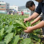 데친 깻잎순을 찬물에 헹궈 열기를 제거하는 과정