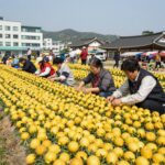 세종 조치원 복숭아 축제 복숭아 화채