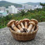 숲속 바위 주변에 자란 싸리버섯 여러 송이가 바구니에 담겨 있는 모습