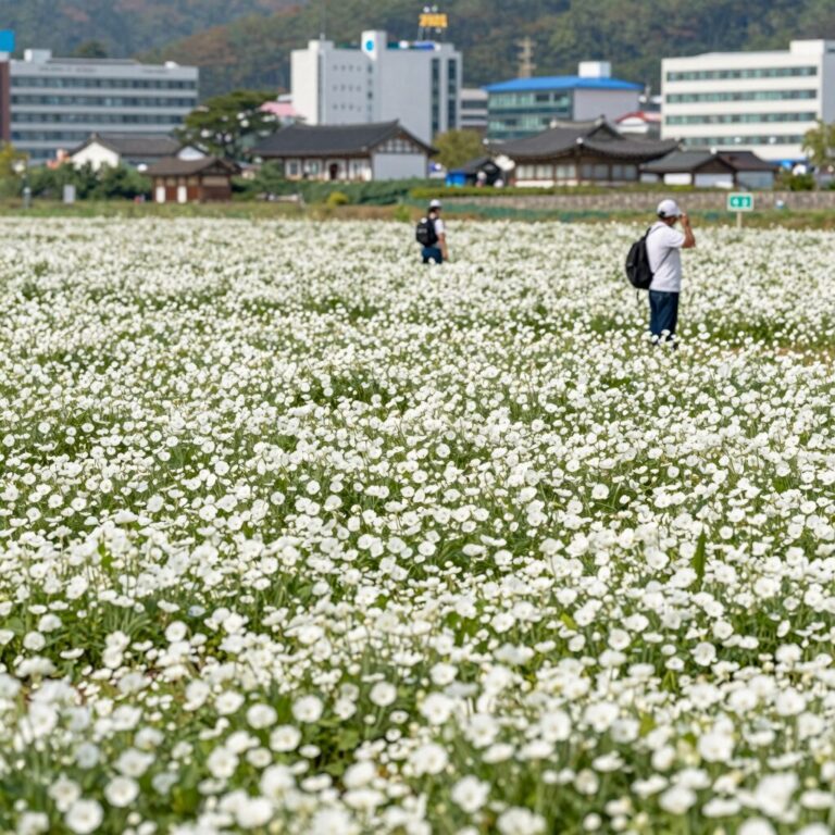 경주 월성계곡에서 만개한 수달래 꽃 물결