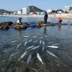 양양 광진해변 스노클링 포인트에서 물고기 떼를 바라보는 모습