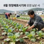 배추 파종시기와 김장배추 심는 시기 8월 김장배추 파종시기와 모종 심는 시기를 안내하는 텃밭 배추 사진