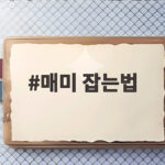 매미 잡는법 소리로 찾고 채집망으로 쉽게 잡기 매미 잡는법