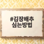 김장배추 심는방법