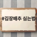 김장배추 심는법