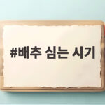 김장배추 심는 시기와 모종 심기 완벽 정리 배추 심는 시기
