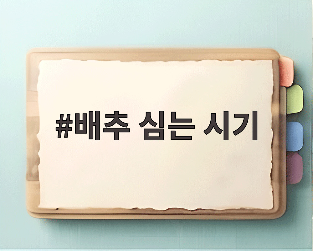 배추 심는 시기