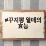 꾸지뽕 열매 효능부터 먹는법 수확시기와 보관까지 꾸지뽕 열매의 효능