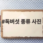 독버섯 종류 사진으로 알아보는 위험성 독버섯 종류 사진