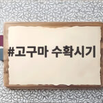 고구마 수확시기