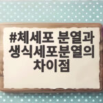 체세포 분열과 생식세포분열의 차이점 체세포 분열과 생식세포분열의 차이점