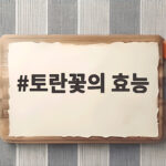 토란꽃의 효능과 피는 시기 그리고 주의사항 토란꽃의 효능