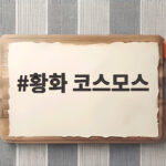 황화코스모스 개화시기 꽃말 명소 총정리 황화 코스모스