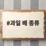 과일 배 종류별 맛과 제철 비교 과일 배 종류
