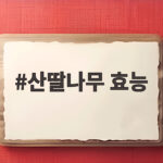 산딸나무 효능 채취 시기 먹는 법 산딸나무 효능