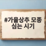 가을상추 모종 심는 시기와 성공 비결 가을상추 모종 심는 시기