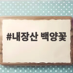 9월 중순 내장산 백양꽃 구경 시기와 코스 내장산 백양꽃