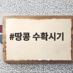 땅콩 수확시기 날짜보다 꼬투리를 확인하는 이유와 수확 방법 땅콩 수확시기