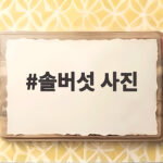 솔버섯 사진으로 보는 식용버섯 특징과 채취 시기 솔버섯 사진