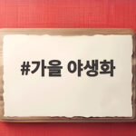 가을 야생화를 만나는 법 궁금하다면 이곳으로 떠나보세요 가을 야생화
