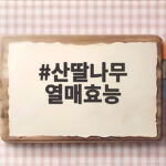 산딸나무 열매효능 초록빛일 때는 절대 먹지 마세요 산딸나무 열매효능