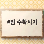 밤 수확시기