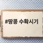 땅콩 수확시기