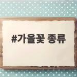 가을꽃 종류 9월과 10월에 피는 대표 꽃 이름과 구분하는 방법 가을꽃 종류